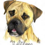 dog3